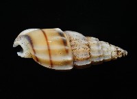 百肋織紋螺(暫譯)藏品圖，第3張