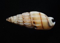 百肋織紋螺(暫譯)藏品圖，第4張
