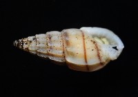 百肋織紋螺(暫譯)藏品圖，第5張