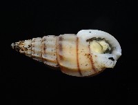 百肋織紋螺(暫譯)藏品圖，第6張