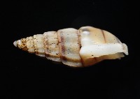 百肋織紋螺(暫譯)藏品圖，第7張