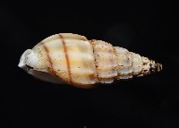 百肋織紋螺(暫譯)藏品圖，第8張