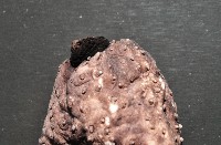 黑囊皮參藏品圖，第4張