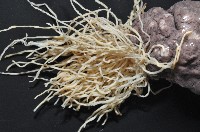 黑囊皮參藏品圖，第3張