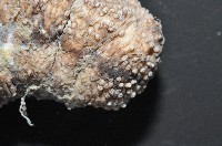 異色哈威參藏品圖，第4張