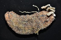 異色哈威參藏品圖，第2張