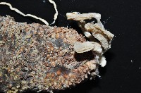 異色哈威參藏品圖，第3張