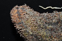 異色哈威參藏品圖，第4張