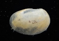 臺灣原蚌蟲藏品圖，第2張