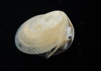 臺灣原蚌蟲藏品圖，第7張