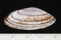 橄欖紫雲蛤藏品圖，第5張