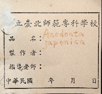 橄欖紫雲蛤藏品圖，第7張