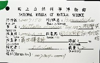 橄欖紫雲蛤藏品圖，第8張