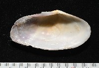 長形紫雲蛤藏品圖，第2張