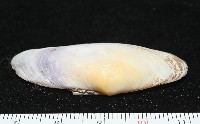 長形紫雲蛤藏品圖，第3張