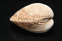 方鳥尾蛤藏品圖，第2張