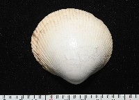 滑頂薄殼鳥尾蛤藏品圖，第1張