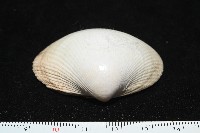 滑頂薄殼鳥尾蛤藏品圖，第2張
