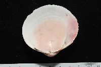 滑頂薄殼鳥尾蛤藏品圖，第3張