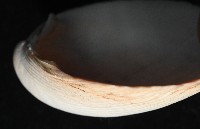 滑頂薄殼鳥尾蛤藏品圖，第5張