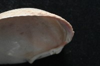 滑頂薄殼鳥尾蛤藏品圖，第6張
