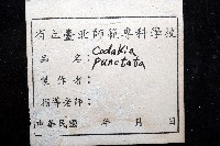 滑頂薄殼鳥尾蛤藏品圖，第7張