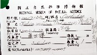 滑頂薄殼鳥尾蛤藏品圖，第8張