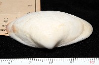 花斑馬珂蛤藏品圖，第2張