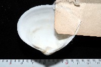 花斑馬珂蛤藏品圖，第3張