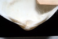 花斑馬珂蛤藏品圖，第4張