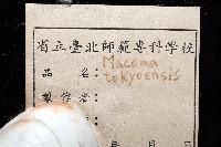 花斑馬珂蛤藏品圖，第5張
