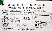 花斑馬珂蛤藏品圖，第6張