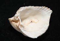 三角雞心蛤藏品圖，第5張