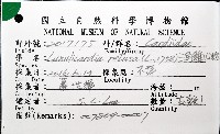 三角雞心蛤藏品圖，第6張
