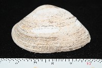 大蜆藏品圖，第2張