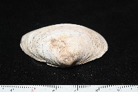 大蜆藏品圖，第3張