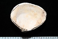 大蜆藏品圖，第4張