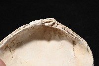 大蜆藏品圖，第5張