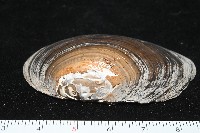 青蚌藏品圖，第2張