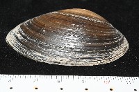 青蚌藏品圖，第3張