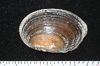 青蚌藏品圖，第4張