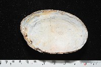 青蚌藏品圖，第5張
