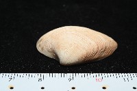 皺肋文蛤藏品圖，第2張