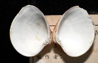 皺肋文蛤藏品圖，第3張
