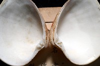 皺肋文蛤藏品圖，第4張