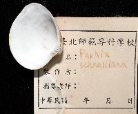 皺肋文蛤藏品圖，第5張