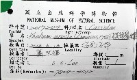 棋盤鬘螺藏品圖，第6張