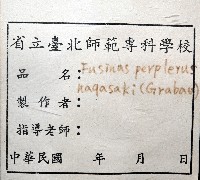 圓長旋螺藏品圖，第5張