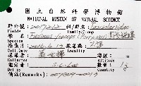 圓長旋螺藏品圖，第6張
