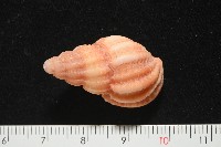玫瑰峨螺藏品圖，第2張
